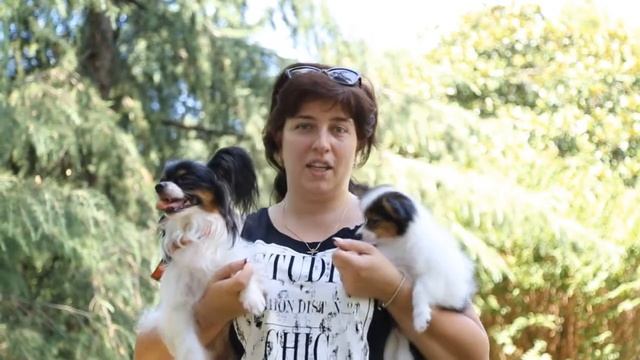 День породы папийон