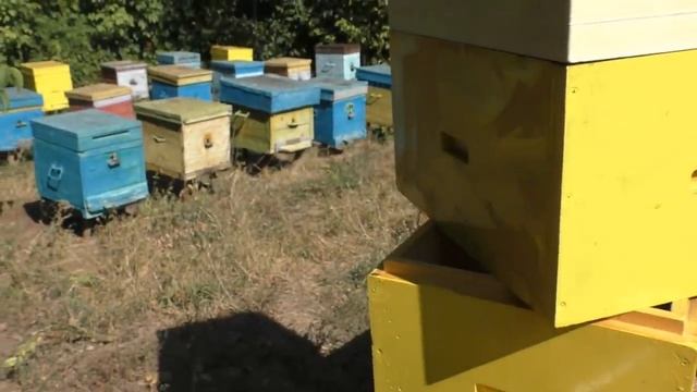 ПРЕИМУЩЕСТВА и НЕДОСТАТКИ улья ППУ.