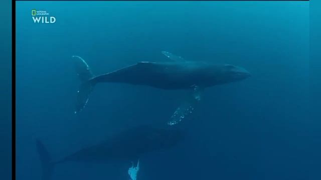 Кто такие Киты?Разновидности китов,сколько они живут?AnyWild