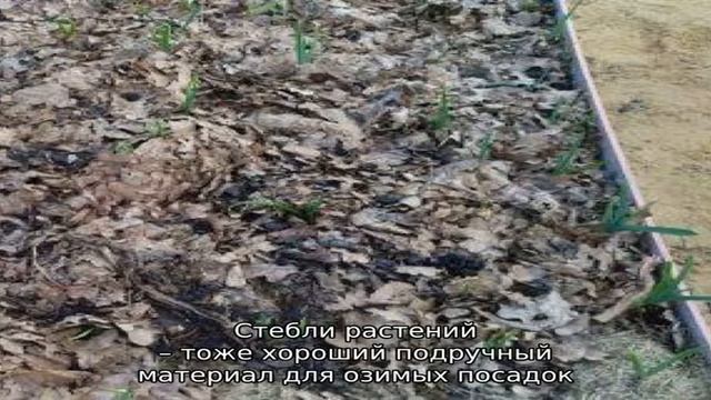 Спасаем урожай от холода: чем укрыть чеснок на зиму, как и когда это сделать правильно