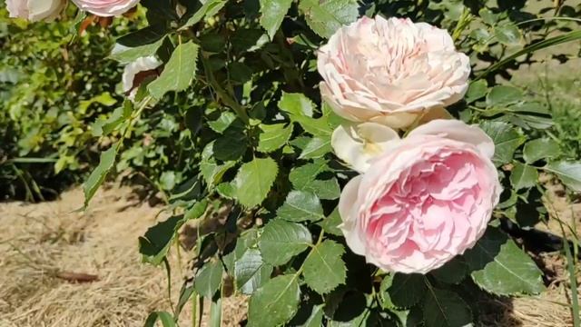 Обзор розы Помпон Фловер Циркус / Пашмина (Pashmina). Романтичная патио малышка