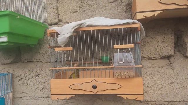 Птичий рынок в Таджикистане. Канарейки