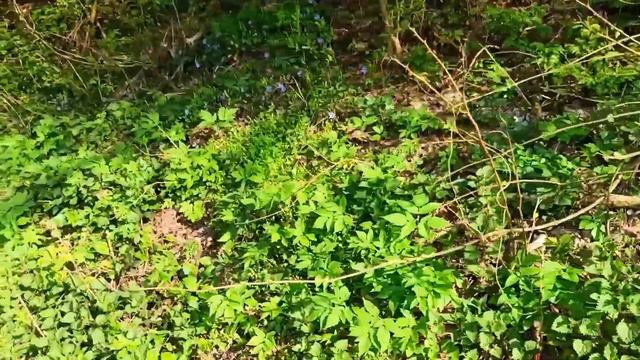 ПЕРЕСЕЛЕНЦЫ В ЗАКАРПАТЬЕ ? ОСОБЕННОСТИ В ЗАКАРПАТЬЕ