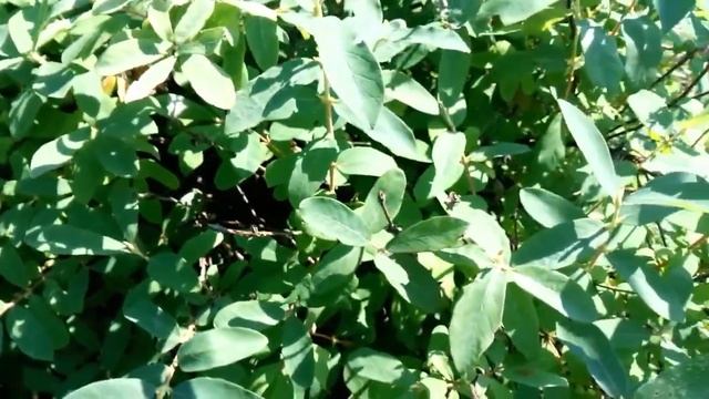? Как размножить жимолость? Черенкование жимолости летом.