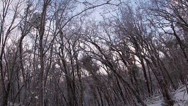 Охота на лесного голубя в Туапсе, охота на Вяхиря зимой 2021г.