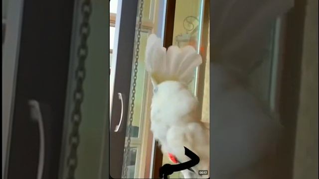 смешные видео для настроения енот брю .mp4
