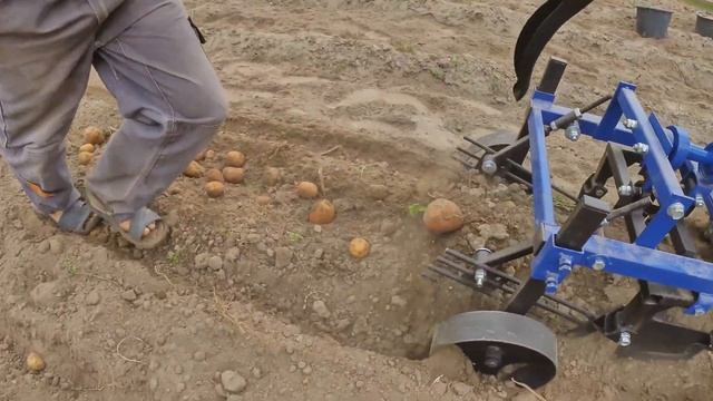 Копаем картофель мотоблоком и вибрационнно-грохотной картофелекопалкой - Уборка картофеля мотоблоко