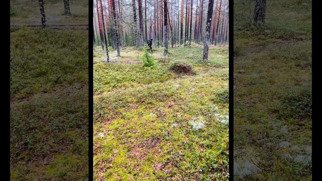 Грибные места