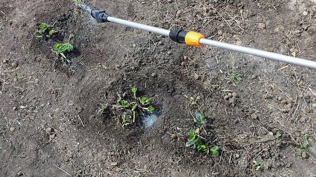 Уход за клубникой весной 2022 Первое что я делаю в начале весны для хорошего урожая клубники