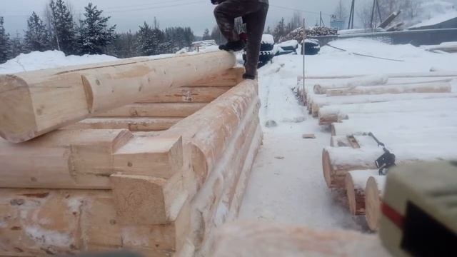 Рубим сруб бани в ласточкин хвост, из Архангельской ели, лес зимний.
