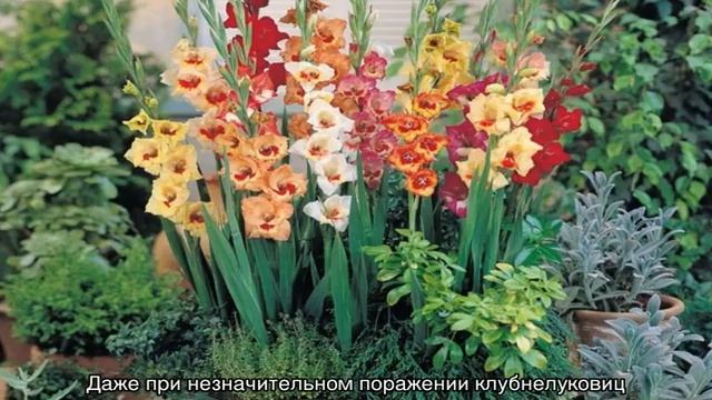 Болезни гладиолусов — борьба с вредителями