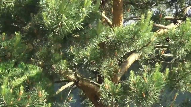 Формирование сосны. Ответы на вопросы: Как правильно сформировать сосну? 02.06.2018