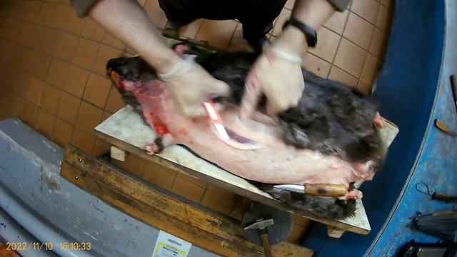 Как я снимаю шкуры с бобров для продажи. Полное видео.