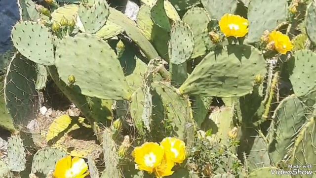 1000046551.mp4цветущий крым.прекрасный парк санатория"Меллас"