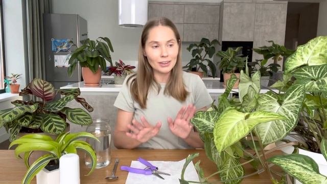 Черенкование Сингониума. Когда лучше черенковать?