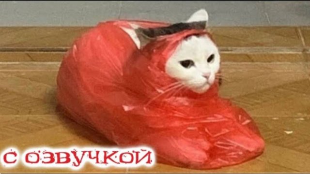 Приколы с котами С ОЗВУЧКОЙ Самые смешные животные - СМЕШНЫЕ КОШКИ И СОБАКИ 2023 Я РЖАЛ ДО СЛЕЗ
