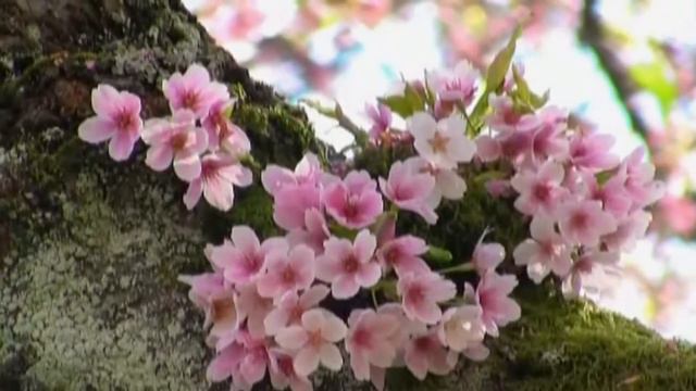 Музыка для души. Весеннее настроение / Music for the soul. Spring mood