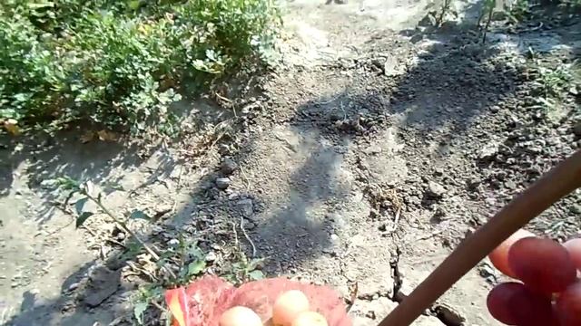 Виноград Дашуня