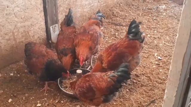 Наши куры породы Кучинская юбилейная...