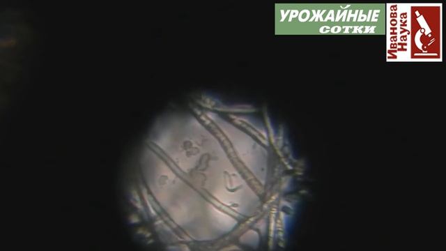 Избавиться от белокрылки, побороть колорадского жука и саранчу - все под силу метаризиуму.