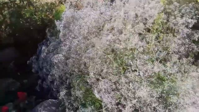 ГИПСОФИЛА Многолетняя: Выращивание из Семян, Посадка и Уход