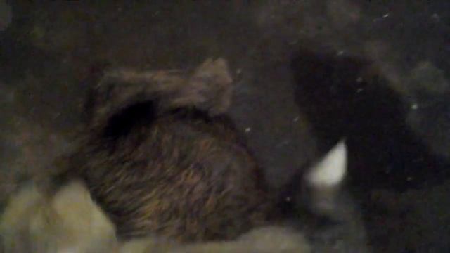 Щенок от западно-сибирской лайки и волка (3-го поколения).