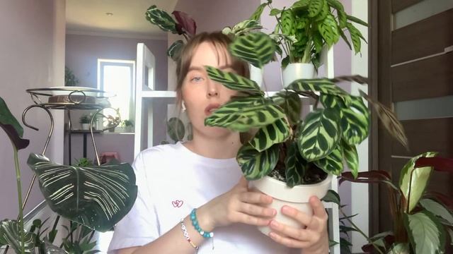 Обзор растений/Калатея/Обзор/Уход/Марантовые/Обзор калатей/Грунт/Горшок/Размножение