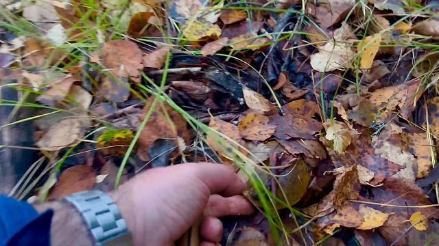 Чёрные грузди на каждом сантиметре полянами! Грибник ОШАРАШЕН в ШОКЕ! Этого НЕ ОЖИДАЛ! Карелия Грибы