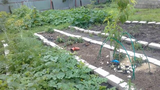 Замораживаю МЯТУ МЕЛИССУ на зиму  25 07 2018г