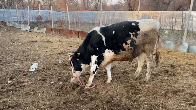 Голштинский бык. Продажа