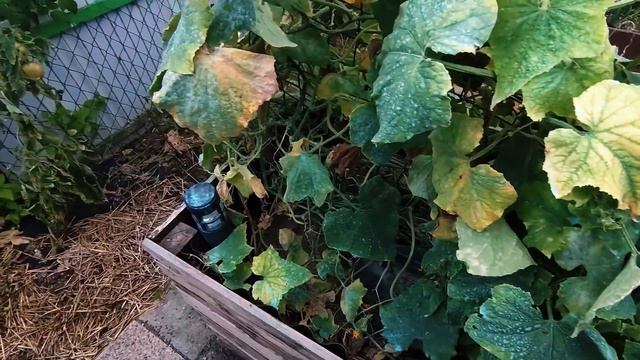 Ленивый газон с клевером для дачи