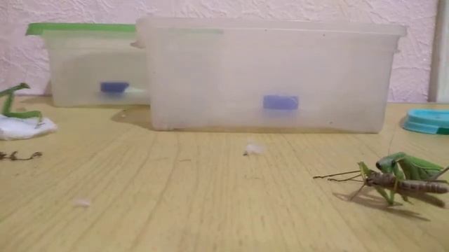 Содержание богомола в домашних условиях