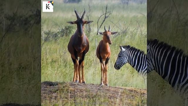 Diversity Of The Animal's Kingdom Series five part 1