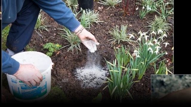 Как правильно использовать древесную золу для подкормки растений?
