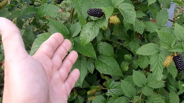 ?Ежевика Карака Блэк: плюсы и минусы.?