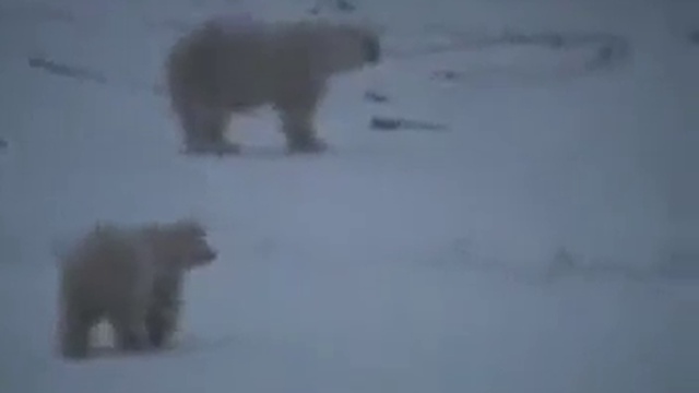 В Высоцкий Птицы на север летят