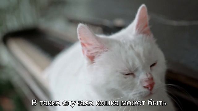 Что означает, когда кошка машет хвостом? Язык жестов