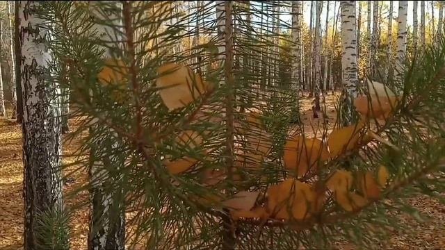 Золотая осень.