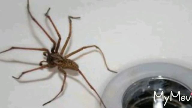 Примета паук дома-паух хорошо или плохо
