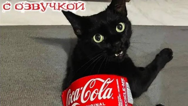 Приколы с котами С ОЗВУЧКОЙ - Смешное видео с котами и собаками Самые смешные животные