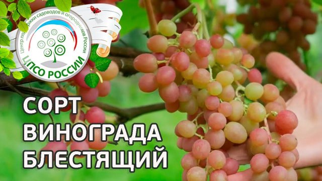 Сорт винограда Блестящий.  Описание сорта винограда Блестящий.