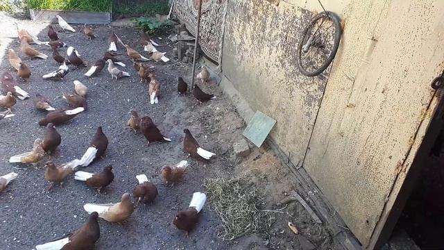 Николаевские голуби Сергея Есенина красные и желтые белохвостые