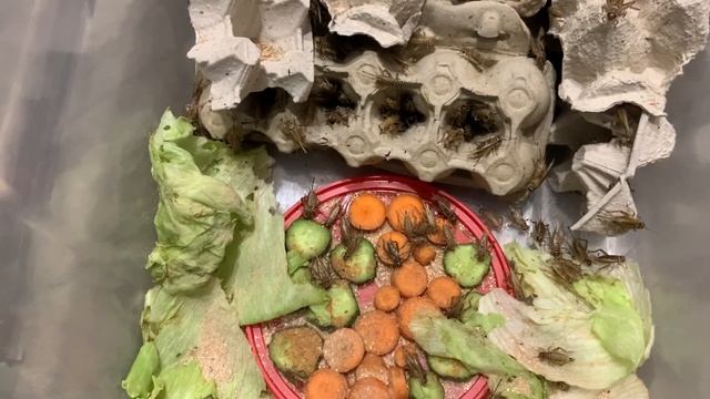 ДОМОВЫЕ СВЕРЧКИ. СОДЕРЖАНИЕ. КОРМЛЕНИЕ. РАЗВЕДЕНИЕ. ЗАМОРОЗКА.