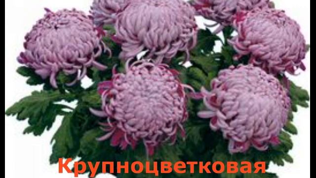 Хризантема обрезка, формирование,  виды хризантем.