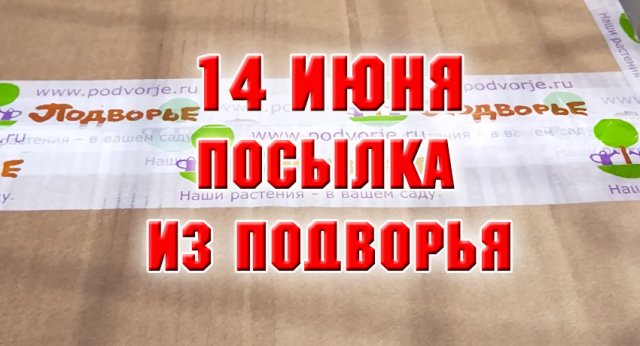 14 июня. Посылка из Подворья с гейхерами