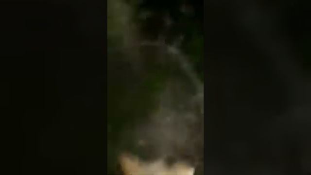 Гибрид2го колена.лайка и волк