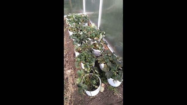КАК ХРАНИТЬ ЗИМОЙ КЛУБНИКУ В КАШПО