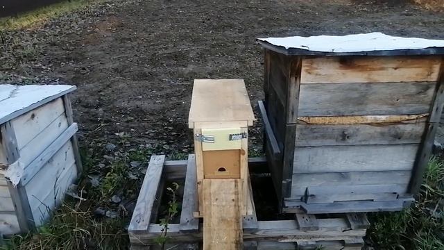 Привёз пчелопакеты, Карника от Андрея Ефименко