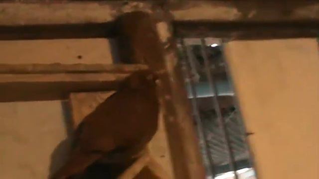 Пермские голуби.