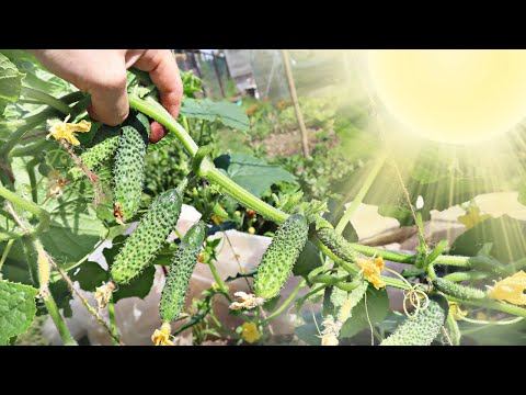 Только при таком уходе за огурцами в жару будет много зеленцев! Как ухаживать за огурцами в жару?